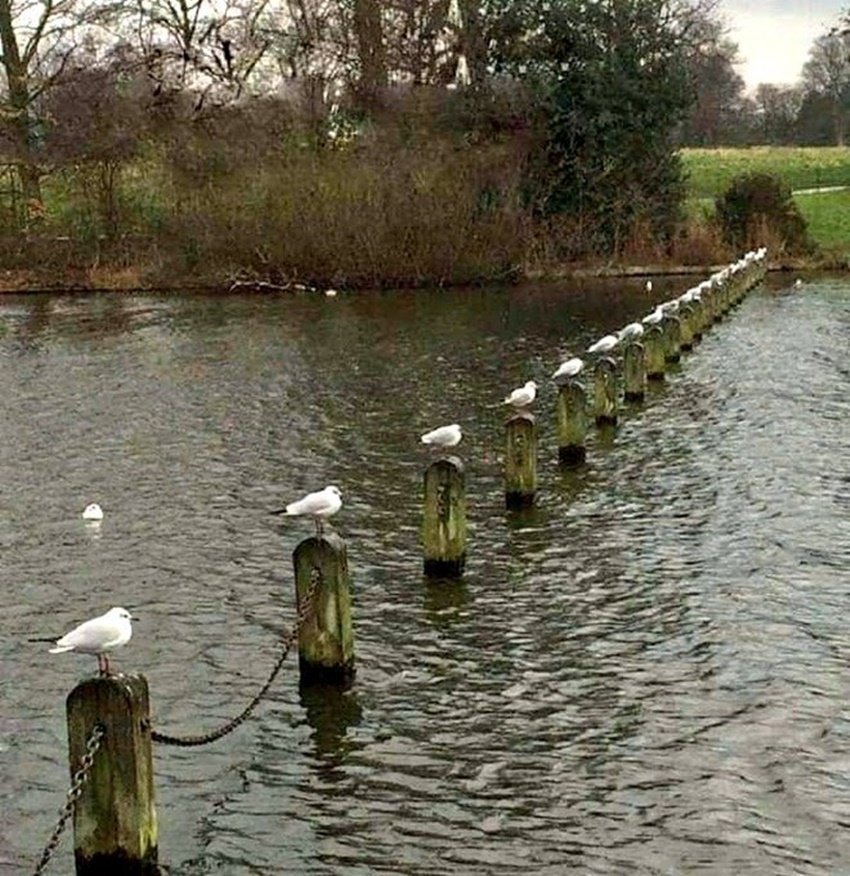 तालाब में बने अलग-अलग खंभो पर बैठे इन पक्षियों की इस तस्वीर को भी लोग सोशल डिस्टेंसिंग का सटीक उदाहरण देते हुए वायरल कर रहे हैं।