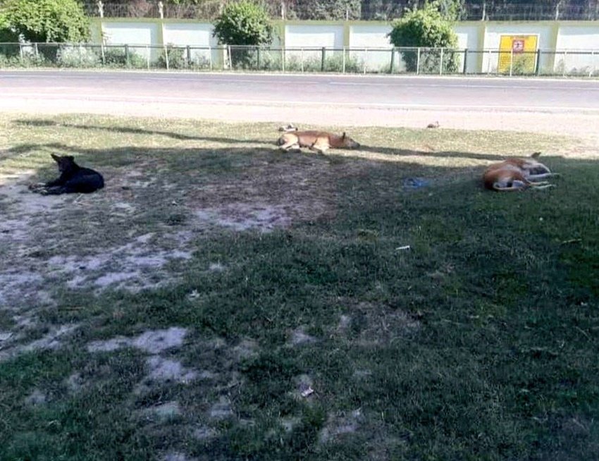किसी मैदान में सो रहे इन कुत्तों की तस्वीर को भी सोशल डिस्टेंसिंग का नमूना बता शेयर किया जा रहा है।