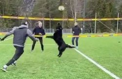 DOGGY ने दिखाई वालीबॉल खेलने की स्किल, लोगों ने बताया शानदार; देखें VIDEO