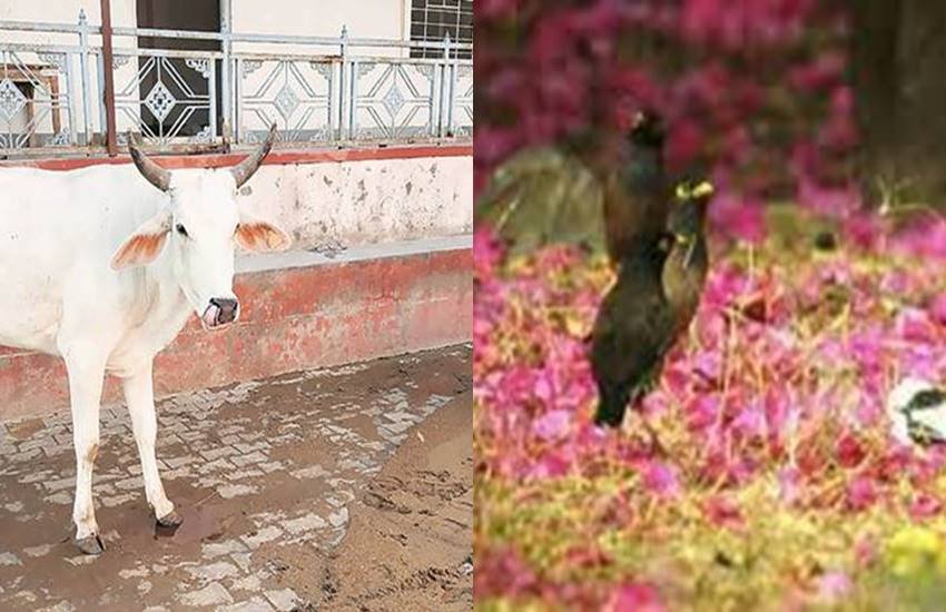 लॉकडाउन के दौरान आवारा पशुओं को भोजन कौन देगा?