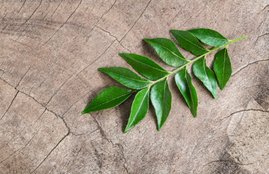 White Hair, White Hair Problem, Curry leaves for white hair, White hair treatment, Home remedies for white hair, white hair men, white hair reason, white hair remedies, white hair reason in hindi, white hair problem, white hair problem in teenage