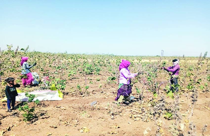 उचित दूरी का ध्यान रखते हुए खेत में काम करते किसान।