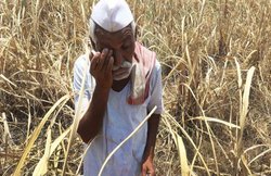 प्रधानमंत्री फसल बीमा योजना का कैसे मिलेगा क्लेम, लॉकडाउन की वजह अब तक सिर्फ 20 पर्सेंट सर्वे