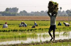 प्रधानमंत्री फसल बीमा योजना का क्लेम हासिल के लिए ये दस्तावेज हैं जरूरी, जानें- स्कीम से जुड़ी जरूरी बातें
