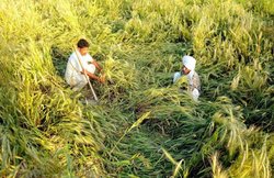 पीएम फसल बीमा योजना: खरीफ फसल की बर्बादी पर किसानों के लिए 10,000 करोड़ रुपये जल्द होंगे जारी