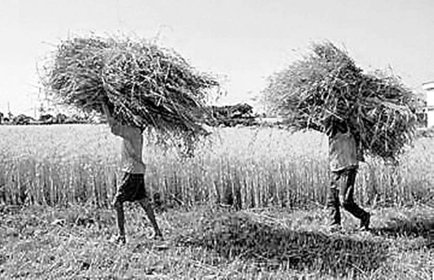 इस वक्त मजदूर भी मिलने मुश्किल हैं, ऐसे में गेहूं की कटाई कैसे होगी, यह सवाल किसानों को परेशान कर रहा है।