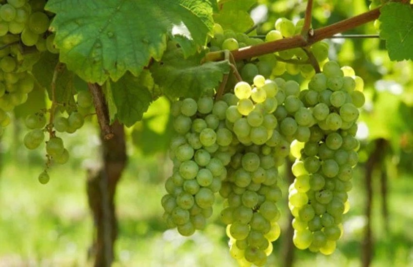 Uric Acid, uric acid patients, uric acid remedy, uric acid home remedy, home remedy for uric acid, angoor for uric acid pateints, grapes for uric acid pateints, uric acid symptoms, uric acid treatment, uric acid foods, uric acid pain, uric acid causes, uric acid treatment, uric acid in hindi, uric acid diet, uric acid treatment in hindi, uric acid treatment diet, uric acid effects on body, high uric acid and diseases, Uric Acid, Uric Acid Juices, uric acid test, uric acid pain, uric acid levels, uric acid treatment, uric acid foods, uric acid range, uric acid medicine, uric acid test price, uric acid increased, uric acid in hindi