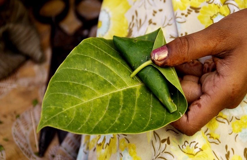 diabetes, diabetes patients in inida, diabetes causes, diabetes precautions, home remedies to control diabetes, betel leaves, betel leaves benefit, betel leaves health benefit, betel leaves for diabetes, betel leaves health benefits, tips for diabetic patients, how to control diabetes, type1 diabetes, type2 diabetes, healthy diet for diabetes patients, exercise for diabetes patients, diabetes patients eating tips, blood sugar level, genetic reason for diabetes, overweight leads to diabetes
