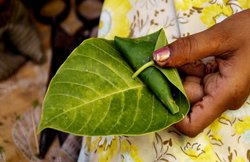 डायबिटीज के रोकथाम में पान के पत्ते हैं असरदार, जानिये कितना खाने से होगा फायदा