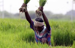 धान की खेती न करने पर 2,000 रुपये का भत्ता दे रही है हरियाणा सरकार, जानें- क्यों और कैसे मिल रही यह रकम