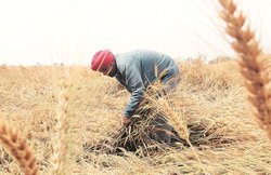 घर में कोई सदस्य भरता है टैक्स तो पीएम किसान सम्मान निधि योजना का नहीं मिलेगा फायदा, जानें- क्या हैं नियम