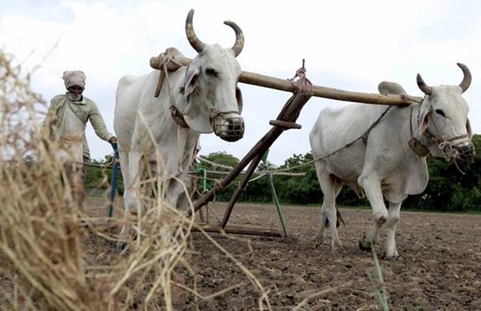PM Fasal Bima Yojana: बारिश से फसल को हुए नुकसान की होती है भरपाई, ये है अप्लाई करने की शर्तें
