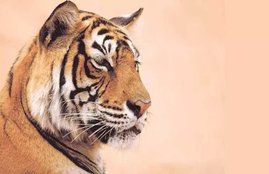 coronavirus, coronavirus pandemic, coronavirus outbreak, coronavirus fear, coronavirus impact, coronavirus india, coronavirus italy, coronavirus america, coronavirus hotspot, coronavirus patients, coronavirus newyork, coronavirus positive tiger, coronavirus in human being, coronavirus in animals, indian government on coronavirus, coronavirus world, coronavirus china, coronavirus symptoms, coronavirus lockdown, coronavirus treatment, coronavirus medicine, coronavirus precautions, covid-19, who on coronavirus