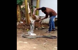 Cobra, Viral Video,