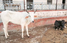 Cows sheltter 850