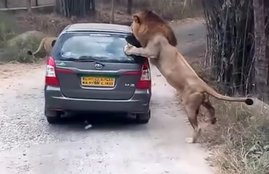 Lion attack Video, Lions Attack on Toyota Innova Car, Lion attack on car in india, Lion attack In India Video, Lion attack Amazing Video, Animal Attack on cars, Animal Attack Video