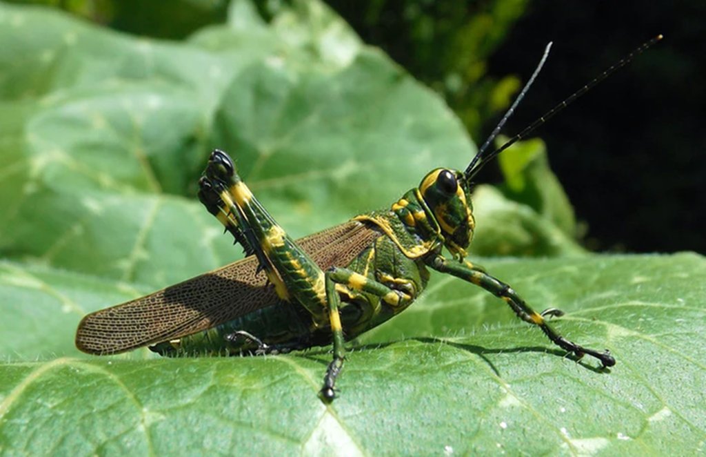 Locust Attack in India: राजस्थान के शहरी इलाकों में टिड्डियों के झुंड देखे गए हैं। 
