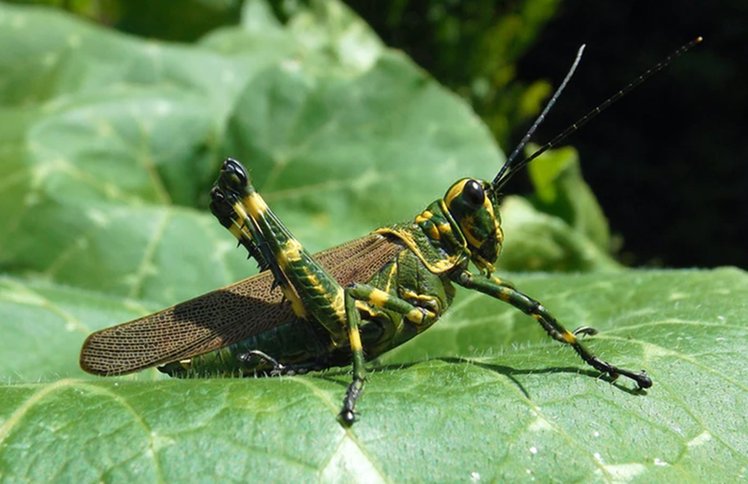 Locust Swarms Highlights: राजस्थान और मध्य प्रदेश में आतंक मचाने के बाद यूपी के झांसी में दोबारा पहुंचा टिड्डियों का दल