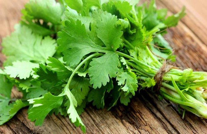 Uric Acid: हाई यूरिक एसिड को कम करने में कारगर है धनिया पत्ता, ऐसे करें इस्तेमाल