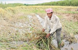 पीएम फसल बीमा योजना के बिना भी खेती को नुकसान पर मिलती है बैंक से मदद, जानें- क्या है तरीका