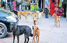India lockdown, crime, crime news