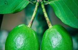 डायबिटीज: अमरूद के पत्ते ब्लड शुगर कंट्रोल करने में है कारगर, ऐसे करें इस्तेमाल