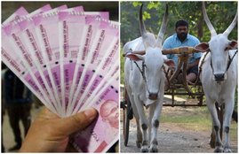 Kisan Credit Card, KCC, Kisan Credit Card, How to apply for kisan credit card, what documents necessary for KCC, PM Kisan, Collateral Free Loan, KCC loan on lower interest rate, kisan loan Renewal, news for farmers, news for farmers, information on dairy farming, four features of dairy farming, introduction of dairy farming, dairy farming, loan for dairy farm, dairy farming, dairy farming loan, dairy farming in india