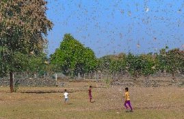 Delhi, Corona Virus, Covid-19