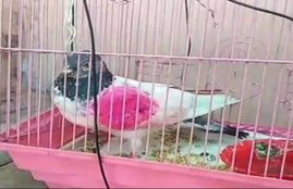 Pigeon , India Pakistan,