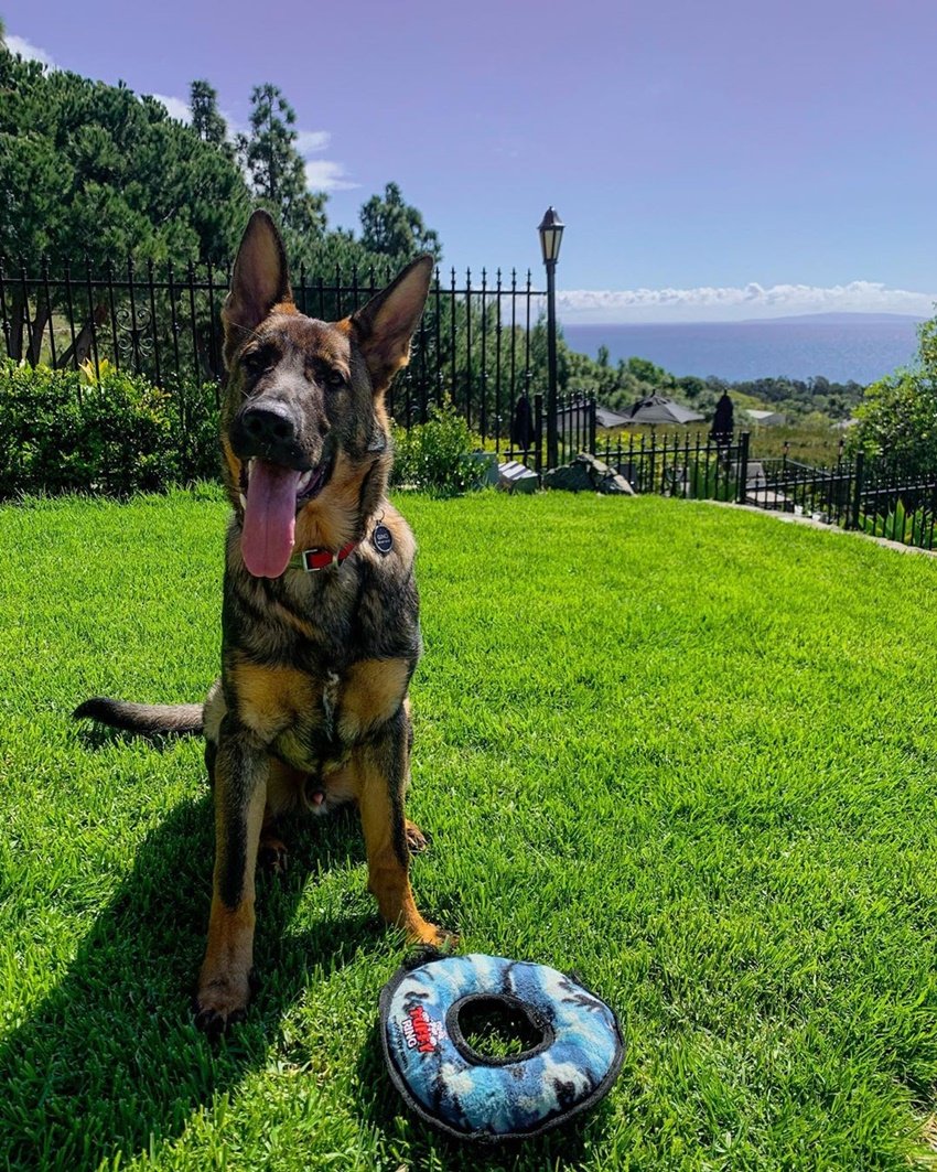 बंगले का लॉन भी काफी विशाल और हरा भरा है।