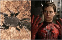 ‘Spider Man’ बनना चाहते थे, 3 भाईयों ने खुद को जहरीली मकड़ी से कटवा लिया और फिर…