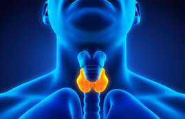 thyroid, थायरॉयड, thyroid diet, thyroid diet in hindi, thyroid diet chart in hindi, thyroid diet plan, thyroid diet food, thyroid diet for weight gain, thyroid diet for weight loss, thyroid treatment, thyroid cause, thyroid symptoms