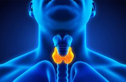 थायरॉयड के मरीज अपनी डाइट में शामिल करें ये 5 फूड्स, कंट्रोल करने में मिलेगी मदद