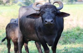 Buffalo, Corona Virus, Madhya Pradesh