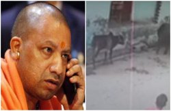 योगी सरकार गोवंश की रक्षा के लिए ला रही थी अध्यादेश उसी दिन आगरा में बछड़े को पीट-पीट कर मार डाला, Video वायरल होने पर हुई कार्रवाई