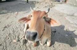 गर्भवती गाय को विस्फोटक मिला खाना खिलाने के मामले में 10 दिन बाद 1 गिरफ्तार, जख्मी गाय का इलाज जारी