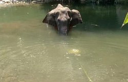 गर्भवती हथिनी की हत्या पर विराट कोहली बोले- बंद करो कायराना हरकत, खेल जगत ने कहा- भरने वाला है इंसान के पाप का घड़ा