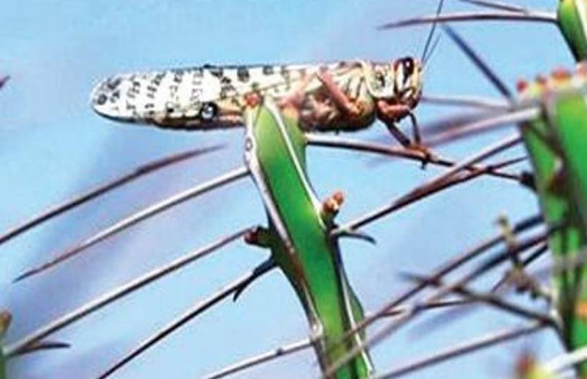 फसलों को नुकसान पहुंचा रही टिड्डी।