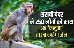 मालिक पिलाता था रोज शराब, शराबी बंदर ने 250 लोगों को काटा, अब ‘कलुआ’ ताउम्र काटेगा जेल