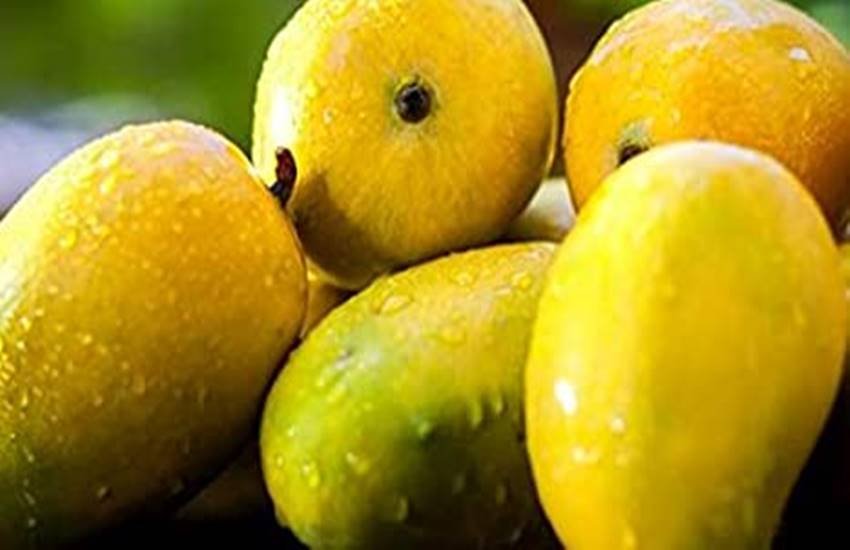 भागलपुर का जर्दालू आम भागलपुर का जर्दालू आम