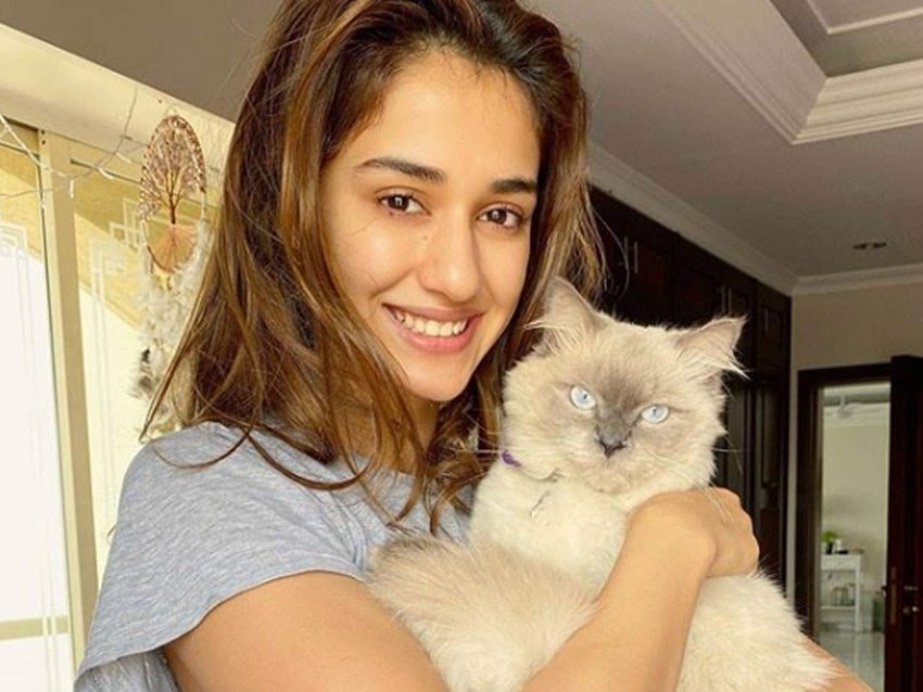 दिशा पाटनी को जानवरों से काफी लगाव है। उन्होंने अपने घर में ही कई पेट्स पाल रखे हैं।