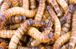 सेल्स का टारगेट पूरा नहीं कर पाए, कंपनी ने कर्मचारियों को जिंदा कीड़े निगलने और ट्वॉयलेट साफ करने की दी सजा; VIDEO वायरल होने पर जांच शुरू