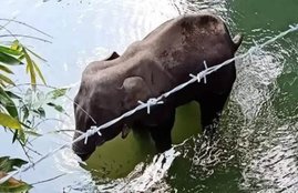 Kerala elephant death