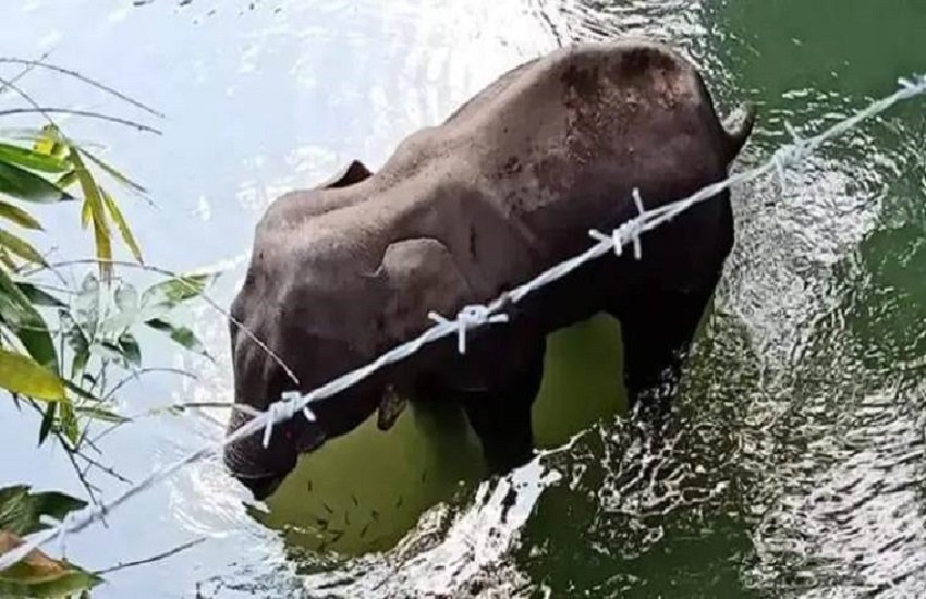 गर्भवती हथिनी की विस्फोटकों से भरा अनानास खाने से हुई मौत। (file) गर्भवती हथिनी की विस्फोटकों से भरा अनानास खाने से हुई मौत। (file)