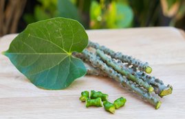 coronavirus, immunity, immunity boosting foods, immunity booster foods, how to use giloy for immunity, how much giloy should be consumed everyday, coronavirus pandemic, coronavirus outbreak, coronavirus global emergency, coronavirus lockdown, coronavirus india, coronavirus patients in india, covid-19, coronavirus symptoms, coronavirus causes, coronavirus precautions, coronavirus and immunity, immunity boosters, immunity boosting food, giloy for immunity, giloy juice for immunity, कोरोना वायरस