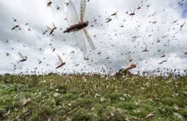 Gopal Rai, Locust Attack,