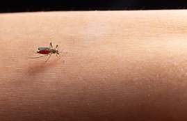 Monsoon Health Care, Malaria in rainy season, monsoon diseases prevention