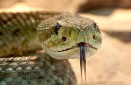 sapno ka matlab, dream interpretation, saap ke sapne, sapne me saanp dekhna, snake dream meaning,