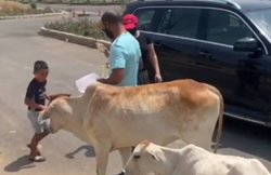 Covid-19 के बीच घर से निकले शिखर धवन, कार से उतरकर खिलाया गायों को खाना और जीता फैंस का दिल