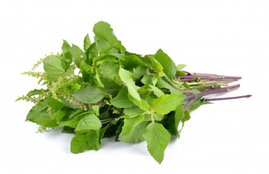 low blood pressure, tulsi for low blood pressure patients, low blood pressure